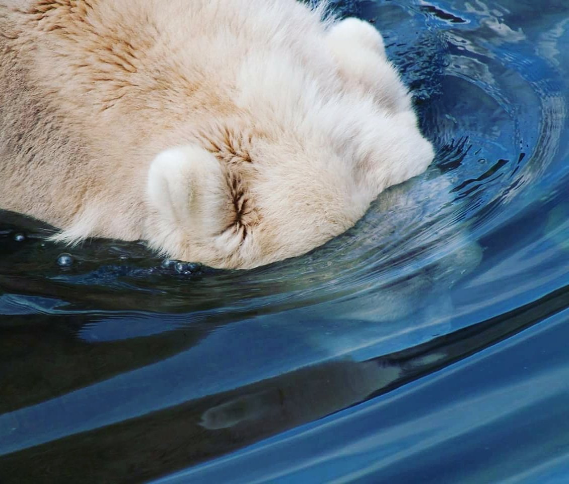 WildlandsNL's tweet photo. Kiekeboe! #IJsberen zijn supergoede #zwemmers en ze zijn altijd te porren voor een spetterend spelletje in de golven. Onder in het #poolstation kun je zien hoe soepel en makkelijk ijsberen onder #water bewegen. #wildlands #Emmen https://t.co/4D7B0Rqeo9