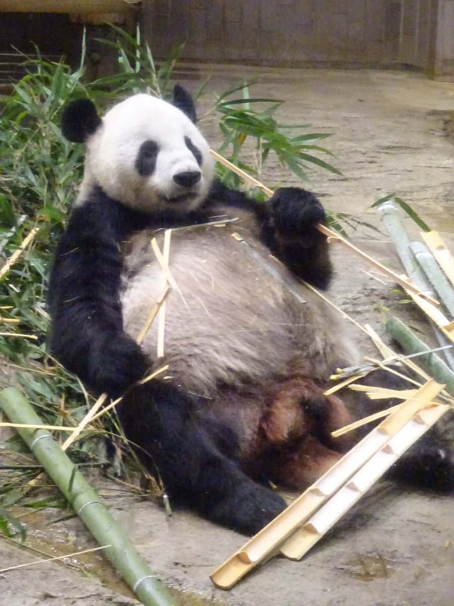 <a href="/UenoZooGardens/">上野動物園［公式］</a> リーくん🐼13歳のお誕生日おめでとう🐼🎂🎉 モグモグする姿、スヤスヤ眠ってる姿、ノシノシ動いてる姿、どこを取ってもほんわか癒し系😙💕でもやっぱり、美味しそうに食べてる姿が1番好きです🐼これからも元気な姿たくさん見せてくださいね🤗
