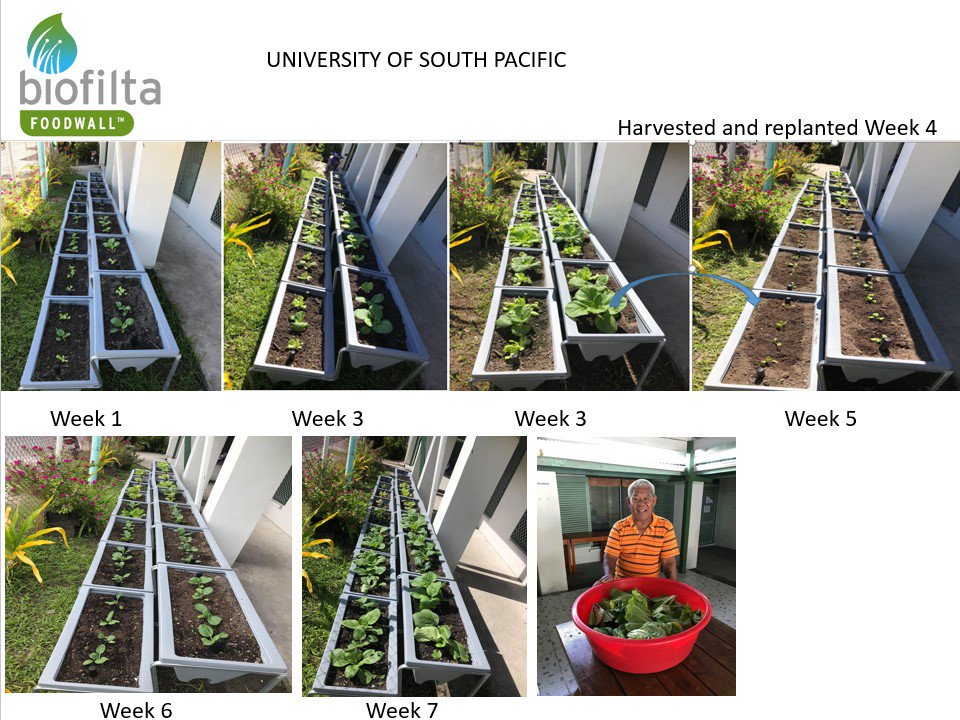 Biofilta's tweet photo. Soil based food growing is possible on remote islands where sea water salinates the land, topsoil sparse, roof water is the only source and compost is a precious commodity. Thanks to DFAT funding, Tuvalu is growing using our raised, advanced wicking gardens - #Foodwall #urbanag https://t.co/9jec1e0ZjT