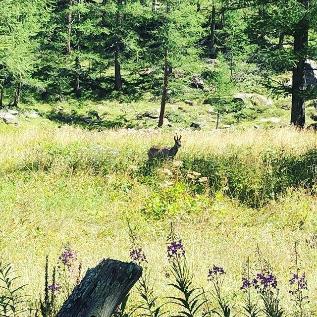 alesaib's tweet photo. Respirare. Ogni tanto ci vuole. Tra poco parte il progetto #charismatica e un piccolo camoscio scende a 1700 per salutarmi ❤️ https://t.co/c1QLoP47pe https://t.co/3OHkA6f7Ce