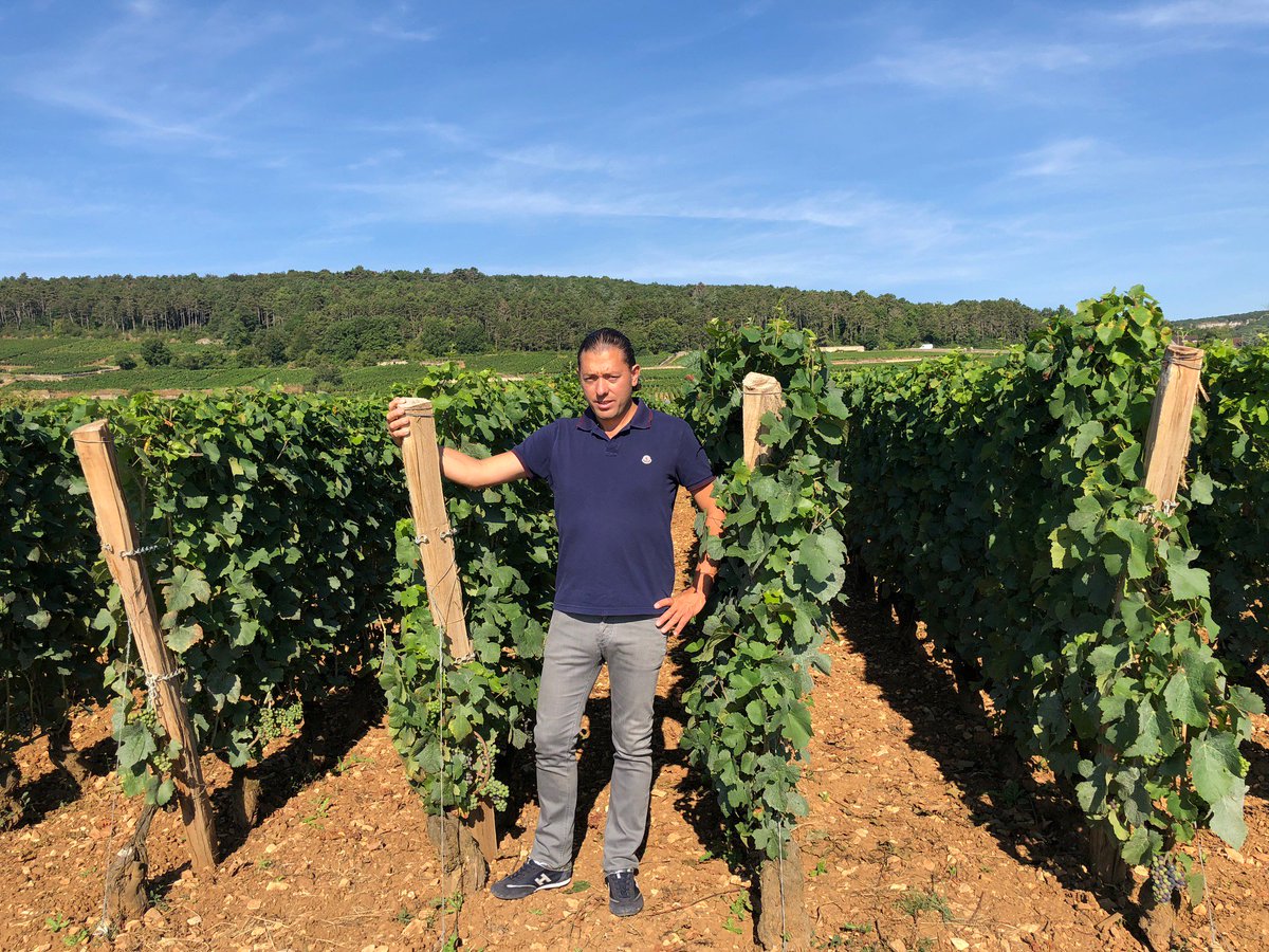 New #Dugat-Py,
 trellising of our vineyards in Mazis-Chambertin Grand Cru and #Gevrey 1er Cru Petite Chapelle at a height of 1.8 meters. LDP