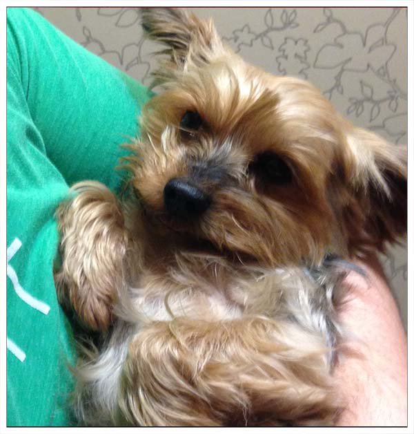 ShadeDesign's tweet image. My family loves me😊🐕
#Yorkie #Yorkshire #YorkshireTerrier #Dog  #puppy #doglovers #DogLife  #CuteDog #LoveYorkie #loveDogs #LoveYou #FunnyDog #CuteYorkie  #sweetLife #funPics #pets #love #LoveYou #puppylove #family