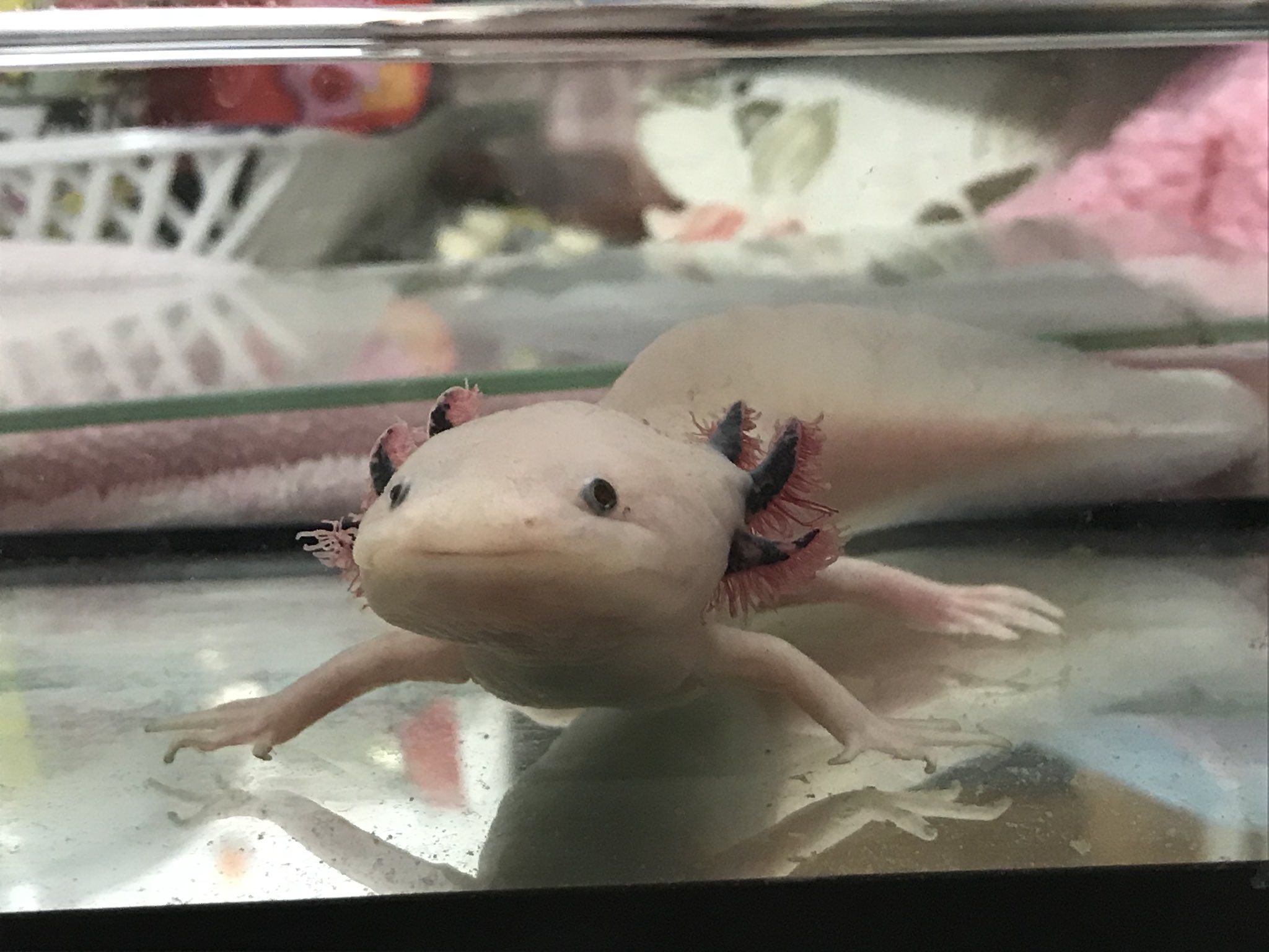 つむり ウパ松 さっきまで苦しそうだったけどいつもの笑顔が戻ってきた 歩き回ったり エラをパタパタして少しずつマリモを出したりしてます 今後何事もないといいな