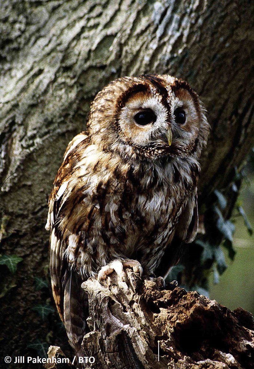 Fancy spending a small amount of time this summer listening out for owls? @BTO has recently launched a survey for Tawny Owls and is asking the public to take on a square: bto.org/volunteer-surv…. #owls #wildifegarden