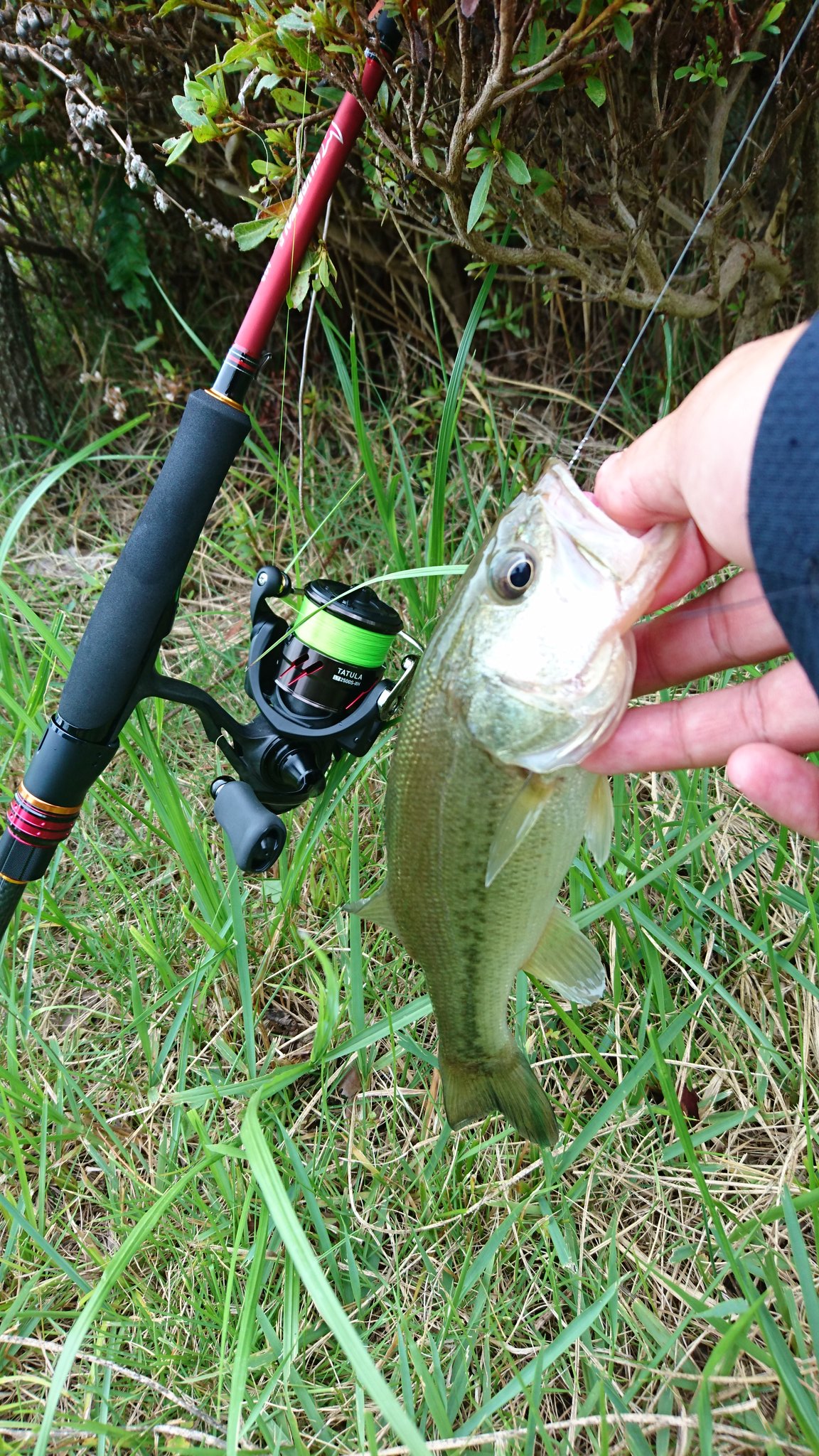 アッキィ シルバーウルフags701ｕｌ ダイワで作った人にどういう時に使う竿かを教えてもらいたい 笑 ライトゲームで1グラムジグヘッドに2インチのワームでしっかり操作が出来るぐらいの繊細な竿 ダウンショット ジグヘッド ネコリグ