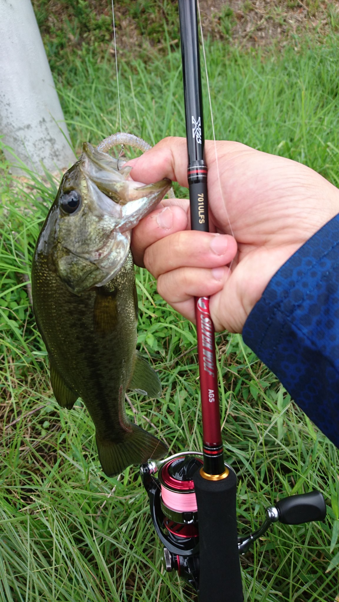 アッキィ シルバーウルフags701ｕｌ ダイワで作った人にどういう時に使う竿かを教えてもらいたい 笑 ライトゲームで1グラムジグヘッドに2インチのワームでしっかり操作が出来るぐらいの繊細な竿 ダウンショット ジグヘッド ネコリグ ノーシンカー