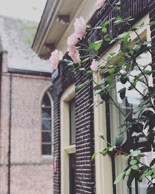 Wandering around in our city and find beautiful spots again and again❤️...*sigh* that makes us so happy! What your favorite spot in Utrecht? •
•
•
#touristinmyowncity #touristing #exploringutrecht #secretgarden #secretspot #utrechtcityhotels #sho… ift.tt/2MmBvyh