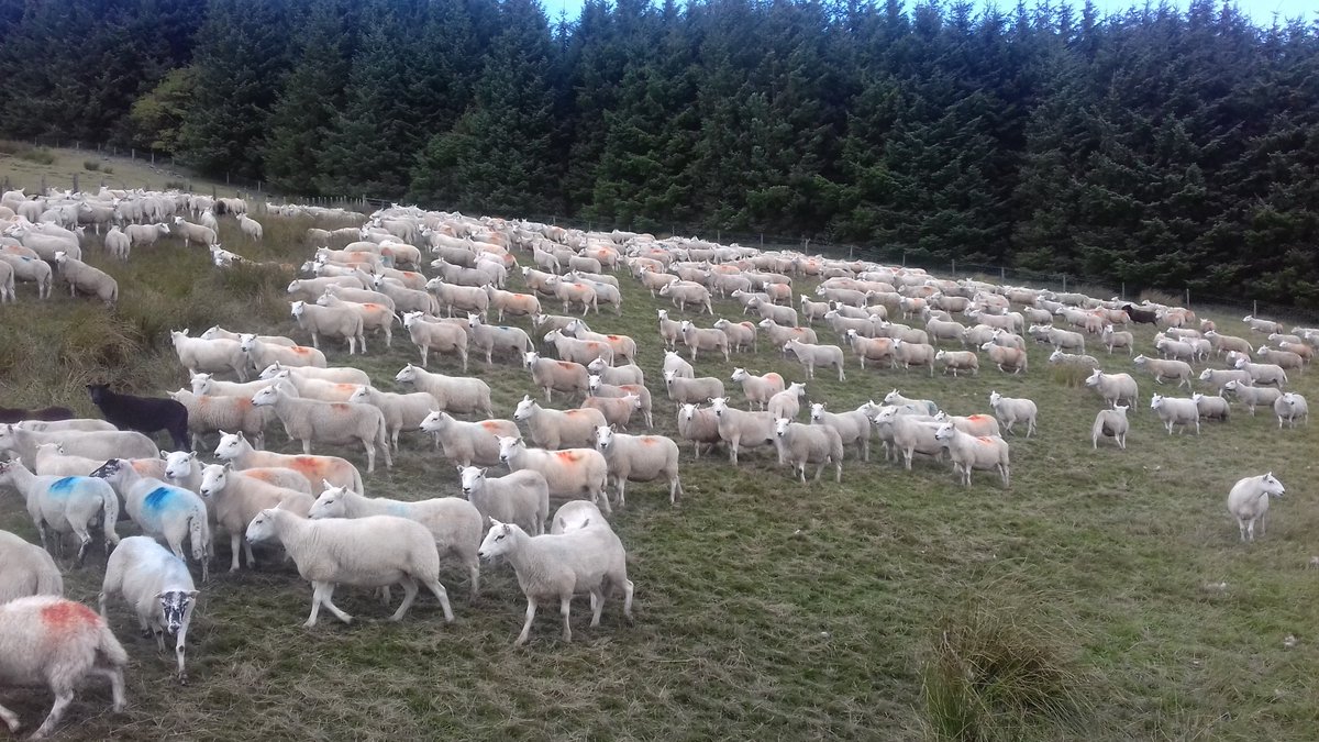 Gathering the hill sheep today. #WeAreWelshFarming