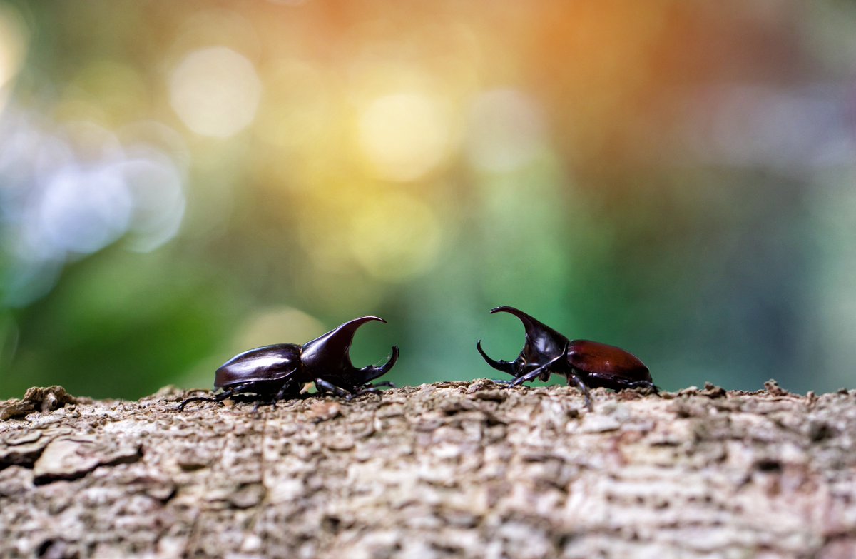 cieestudyabroad's tweet image. Congrats @CIEEAlumni Martha Cummings of @univpugetsound &amp;amp; Haley Evans of @CUBoulder for publishing their research on mating strategies of dung beetles in the Springer Science+Business Media&apos;s Journal of Insect Behavior. #CIEEAlumni #CIEEstudyabroad bit.ly/2PfRvzB