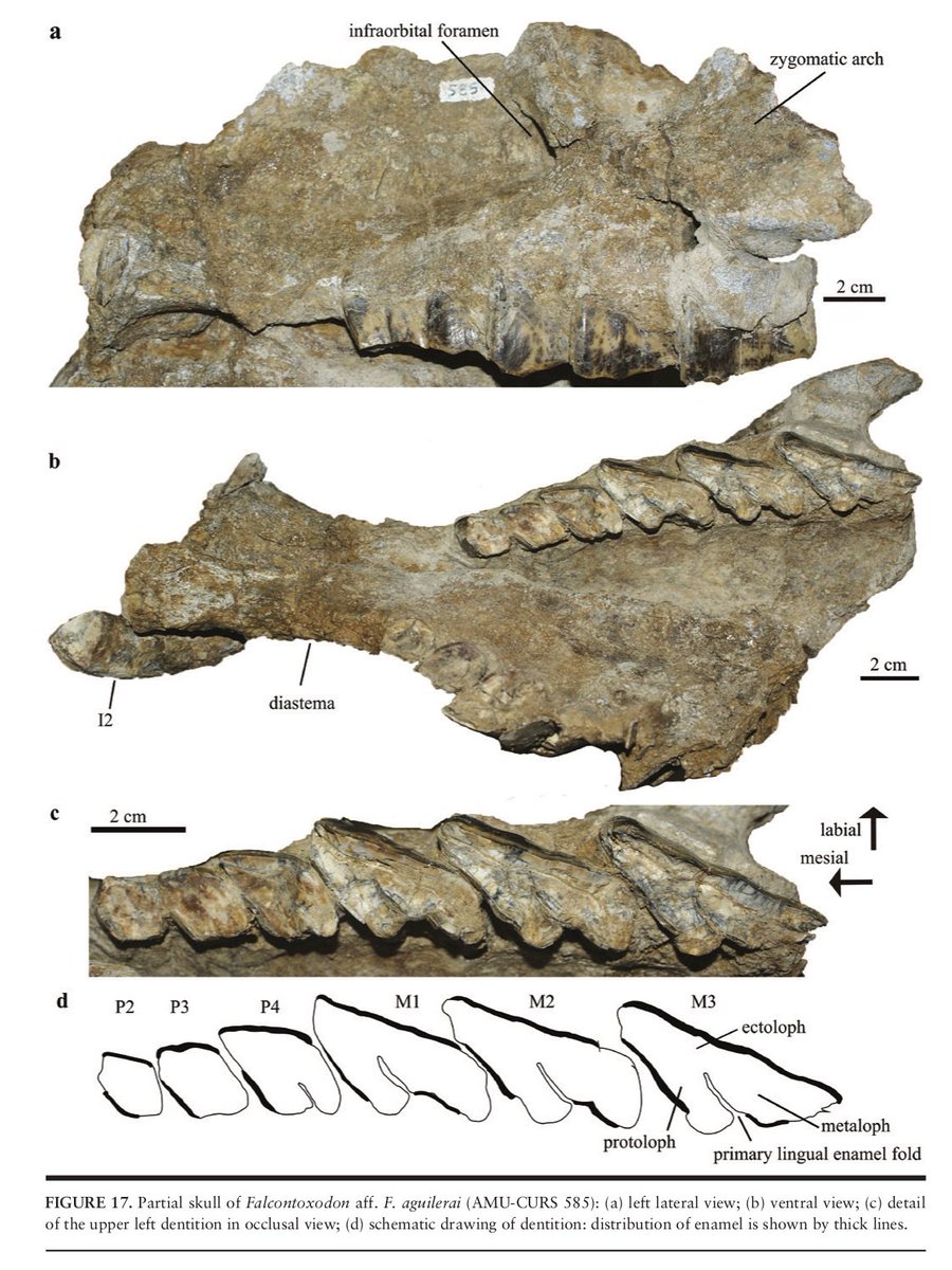 dcpaleo's tweet image. Recent #openaccess publication by @juand_carrill0 on #Neogene South American native ungulates (#notoungulates, #litopterns, #astrapotheres) from Colombia and Venezuela. Lots of great photos and information, plus some reconstructions! @NMNH opensi.si.edu/index.php/smit…