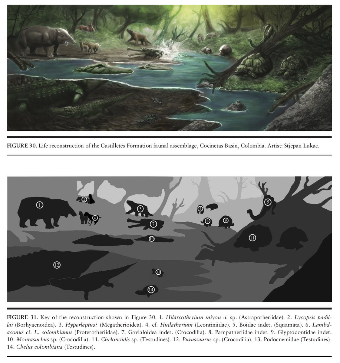 dcpaleo's tweet image. Recent #openaccess publication by @juand_carrill0 on #Neogene South American native ungulates (#notoungulates, #litopterns, #astrapotheres) from Colombia and Venezuela. Lots of great photos and information, plus some reconstructions! @NMNH opensi.si.edu/index.php/smit…