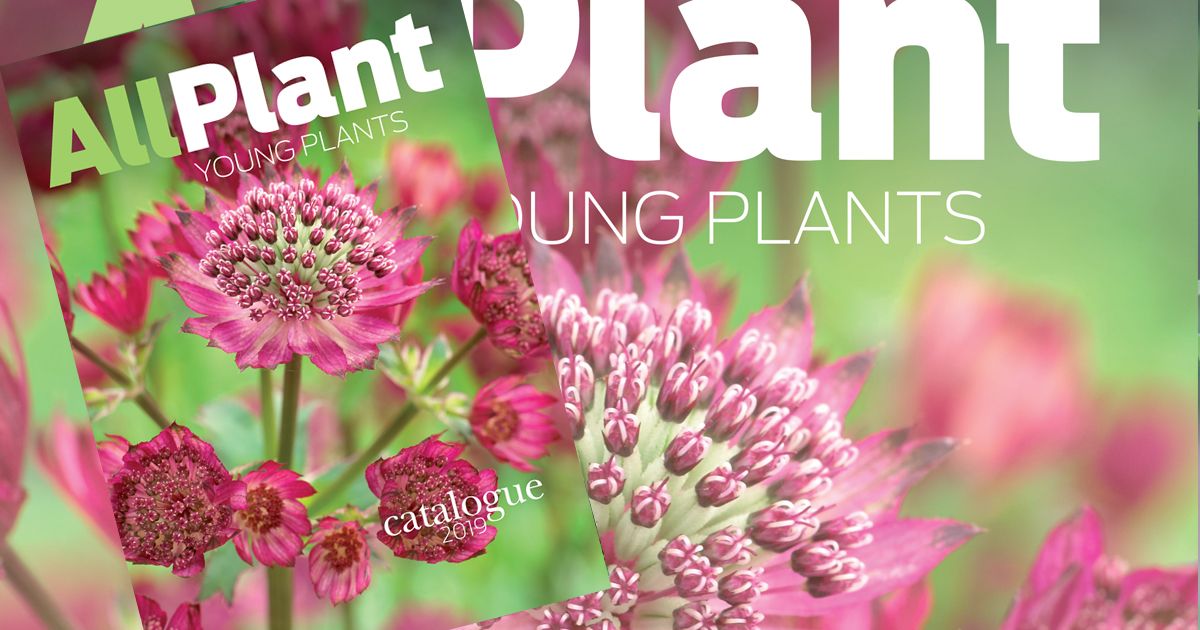 Next week you will find the new #catalogue of Gootjes-AllPlant in your mailbox . #Colourfull, informative and with new #plants added to our assortment.