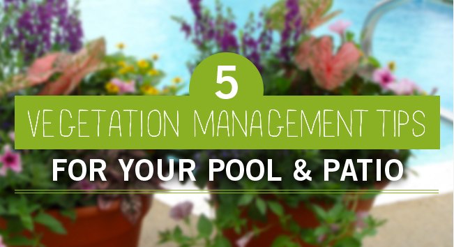 risingsunpools's tweet photo. Do you have a green thumb? Here are some tips on how to perfect your backyard area and pool with plants! https://t.co/tpSic0MPg8
#risingsunpools #greenthumb #perfectbackyard https://t.co/AAIJuQOZVD