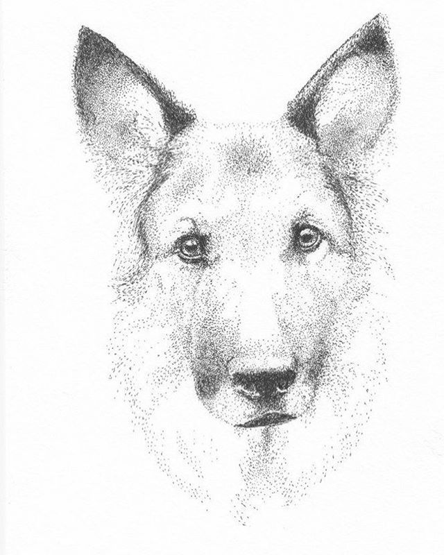 KCGillies's tweet photo. I never posted the last two of the 7 German Shepherd portraits I completed a few months ago... One of the reasons I like pointillism for pen and ink work is it's very forgiving. You have to really be not paying attention to completely mess up a drawing, … https://t.co/yPcGUWoI8S https://t.co/KyAZo3u6DD