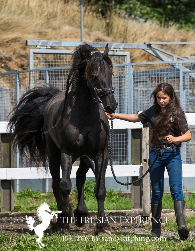 sandykitching's tweet photo. Droomwals the Friesian stallion being pampered by Holly Dobson at the internationally-acclaimed, The Friesian Experience in Cartmel, owned by Tracey Alexander https://t.co/WdsmVSKYsT