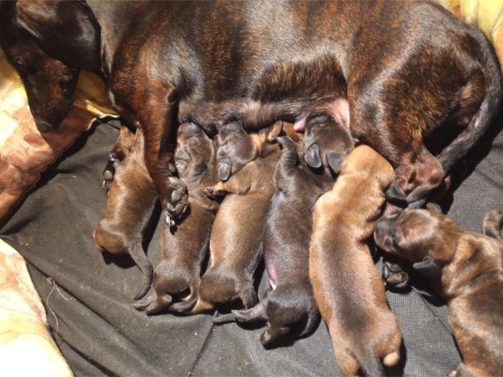 APaltrinie's tweet photo. NEW DACHSHUNDS BRINDLE MINI SMOOTH -RENèè TOSCA DEL CORVIONE DI MARPAL https://t.co/Uw6rGGUs89