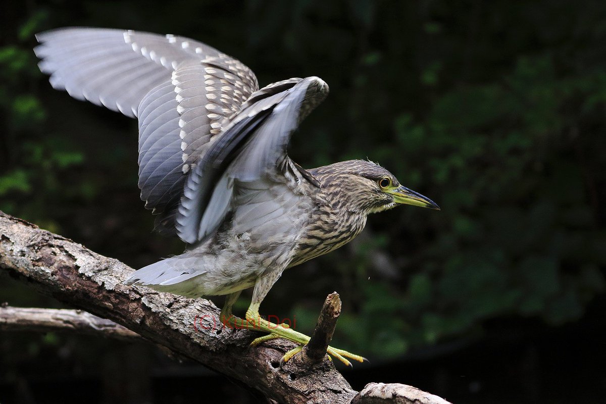 Juvenile #BlackCrownedNightHeron landing on the favorite perch.
#ゴイサギ 幼鳥、お気に入りの枝にとまる。