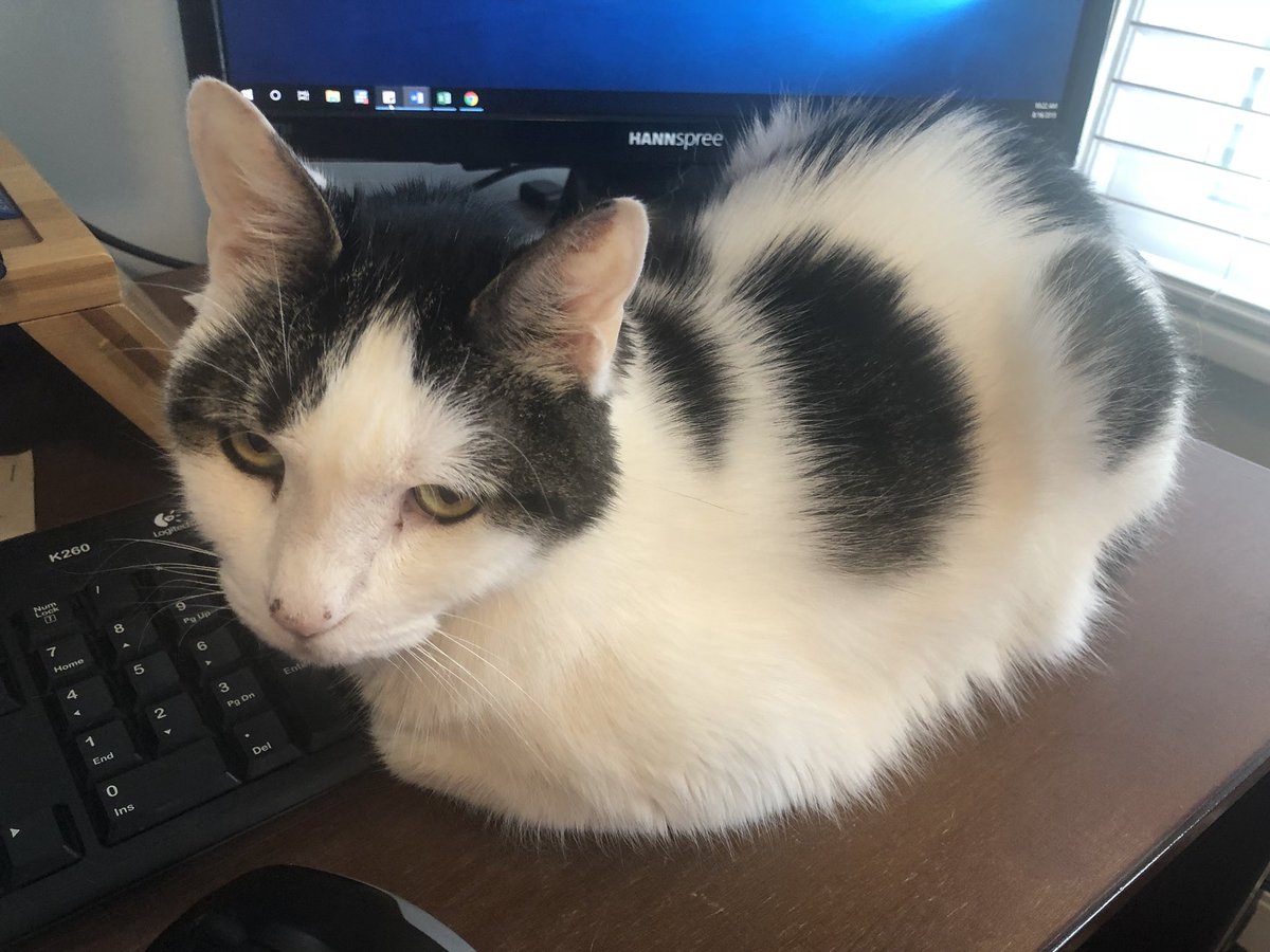 meganehatch's tweet photo. The new #MPACapstone TA is hard at work on the syllabus. https://t.co/PMiWM2CuCV