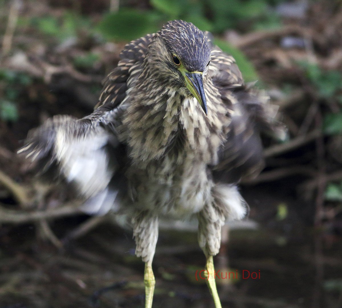 I was astonished when this bird was getting closer. Juvenile #BlackCrownedNightHeron dancing right before my very eyes.
突然この子が近づいてきたので驚きました。目の前で踊る #ゴイサギの幼鳥。