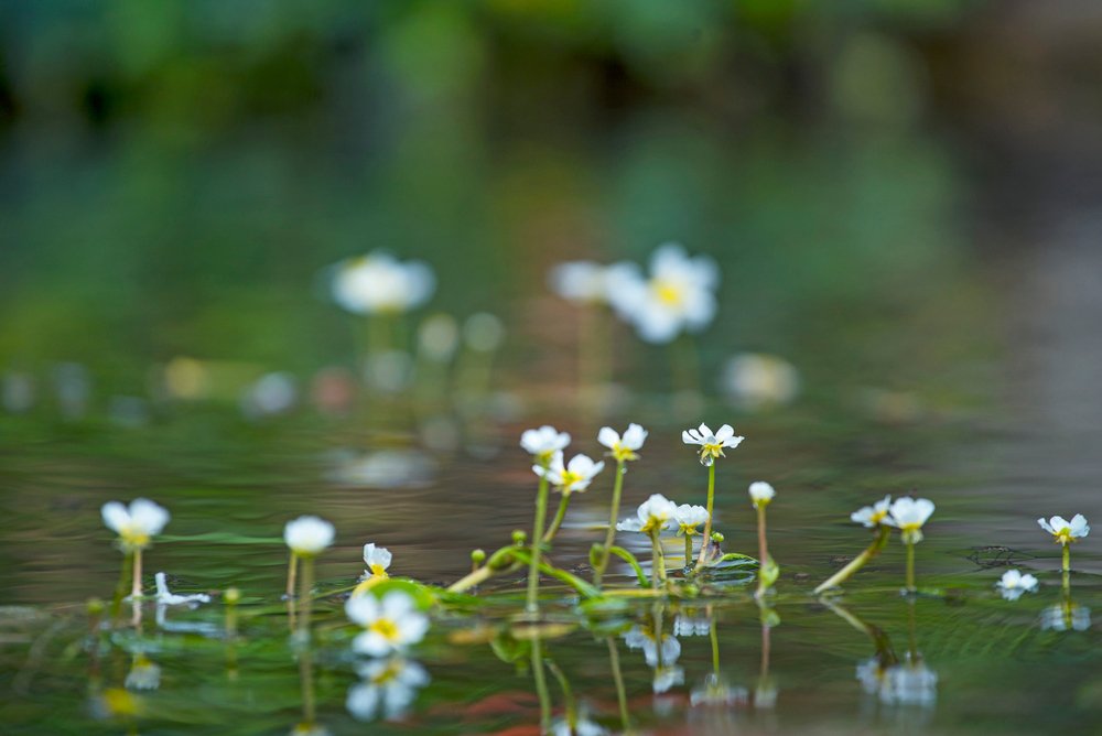 realNDWalsch's tweet image. Life is beautiful. It’s just a matter of seeing it that way.