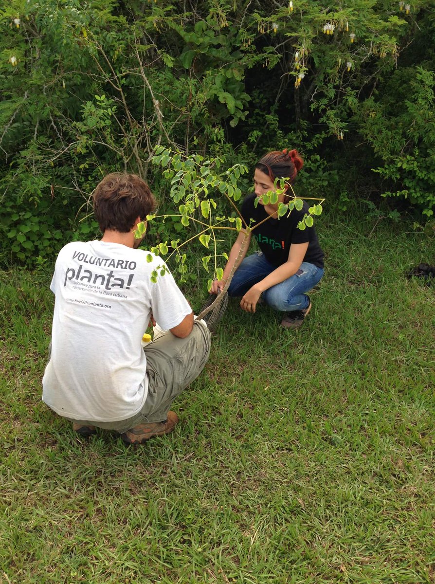 planta_cuba's tweet photo. #IniciativaPlanta llevó a cabo el primer #reforzamiento #poblacional de #Aralia_rex un de las plantas más #amenazadas de #Cuba, de la que sólo se conoce 1 único #individuo en la #Naturaleza. #Conservacion #Cuba #TopesDeCollantes #Planta #voluntarios @planta_cuba #socubot https://t.co/g1BPEqbSKu