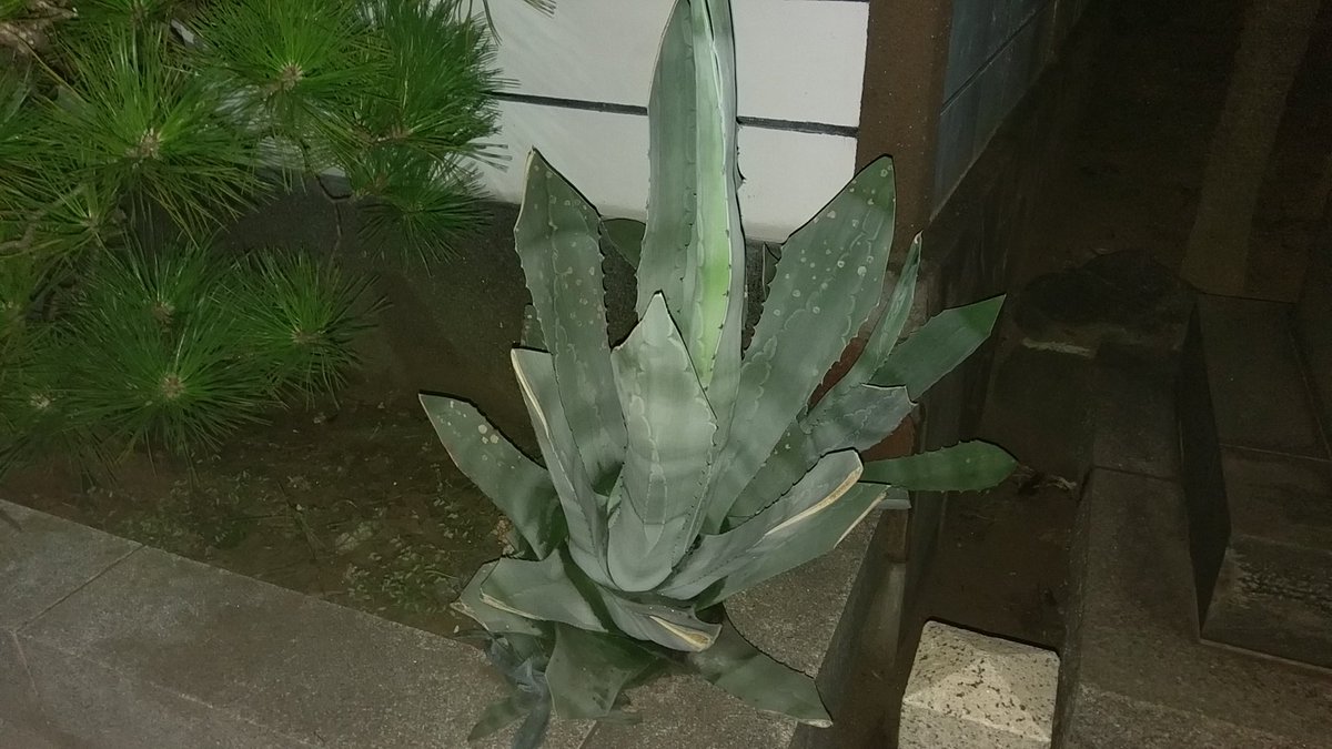 火乃 補足 １ 漢字で書くと 竜舌蘭 と書く なんか厨二っぽくてカッコいいw ２ 葉っぱはテキーラの原料になる ３ 数十年に一度しか花を咲かせないため センチュリープランツ とも 呼ばれる なお 花が咲いた後は枯死してしまうらしいが 根本に