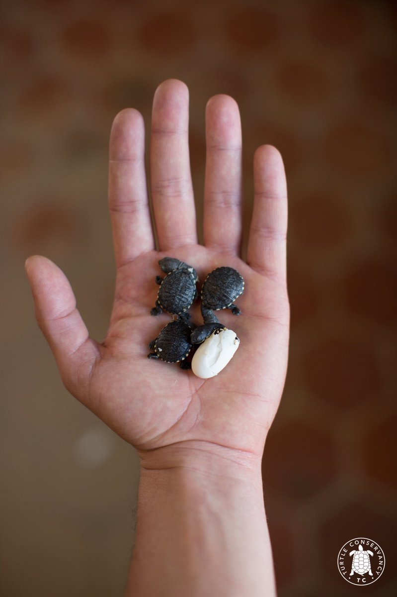 The cutest little hatchlings we ever did see! These little guys may look small now but may reach up to 24 cm when they are fully grown!