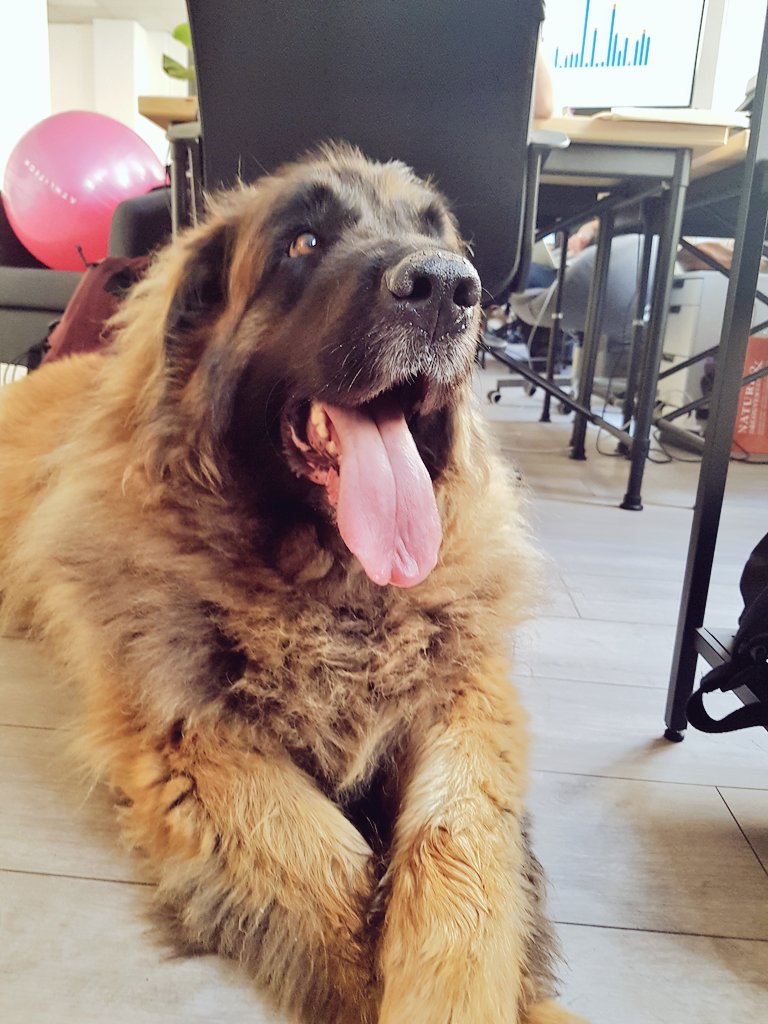 PandaScore's tweet image. We've got a new worker at the office for the day: Nasus Leonberg 🦁🐶 ! #petatwork