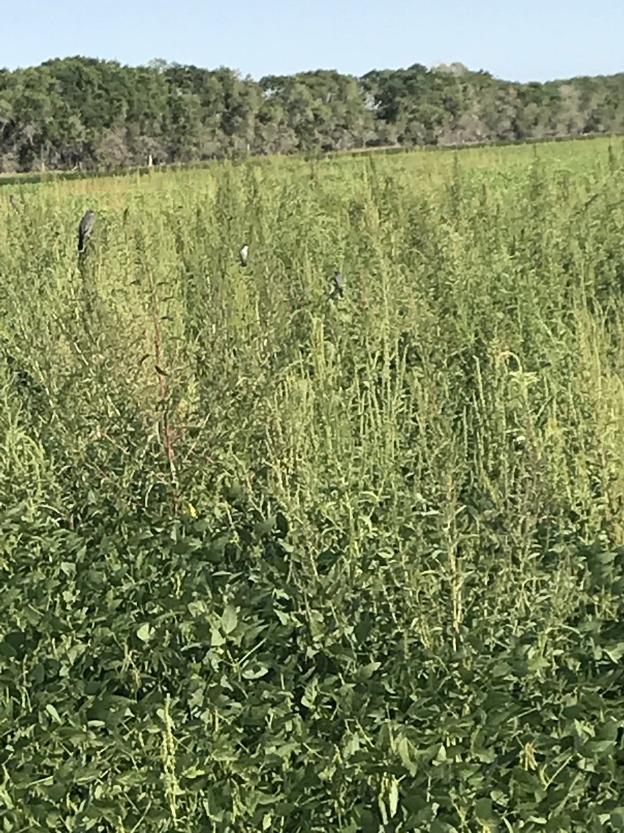 TheNickShores's tweet image. Describe this for me! When you have a family of birds hanging out on your 6 foot tall waterhemp in a field of soybeans... #weedproblems