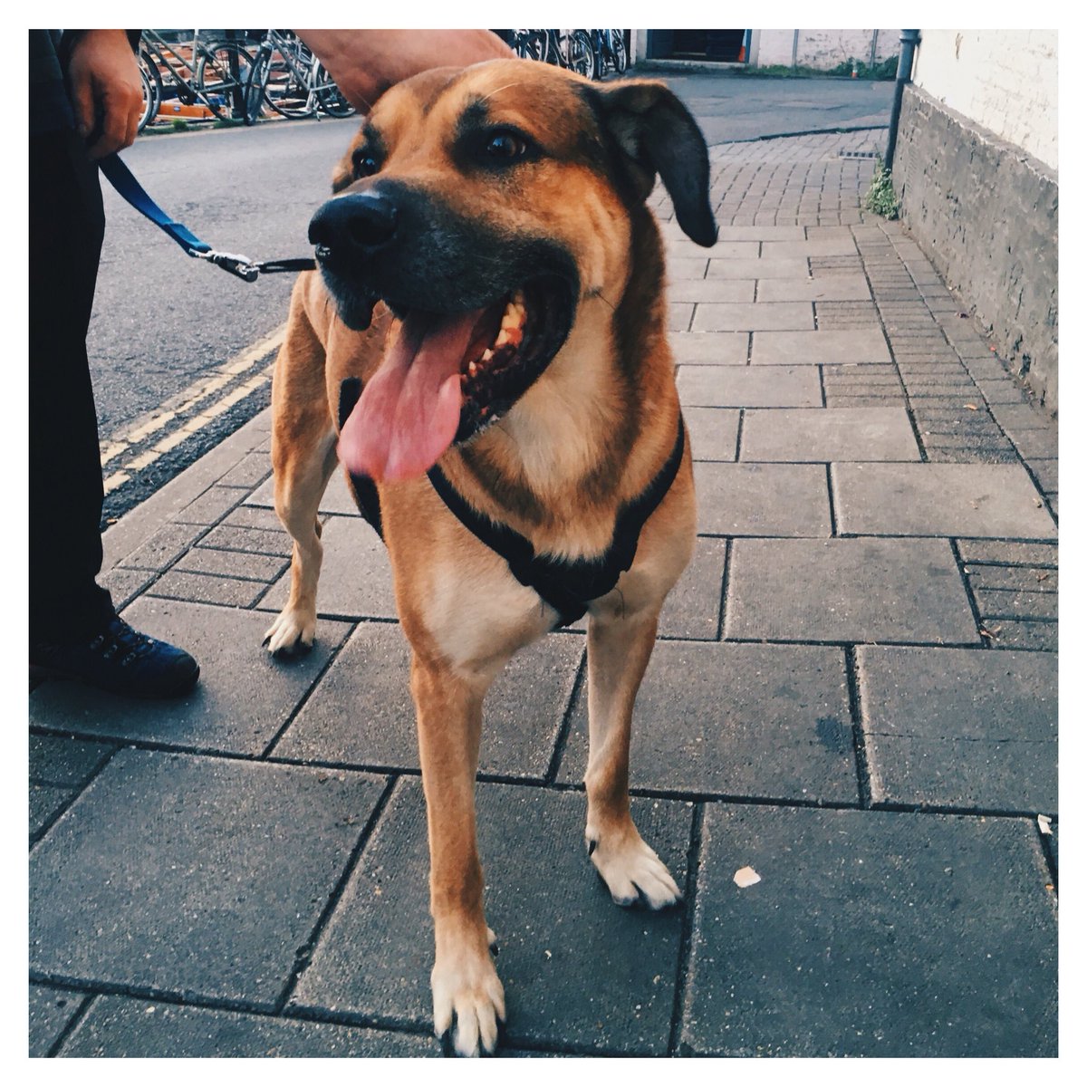 This is Yoda. #usetheforce