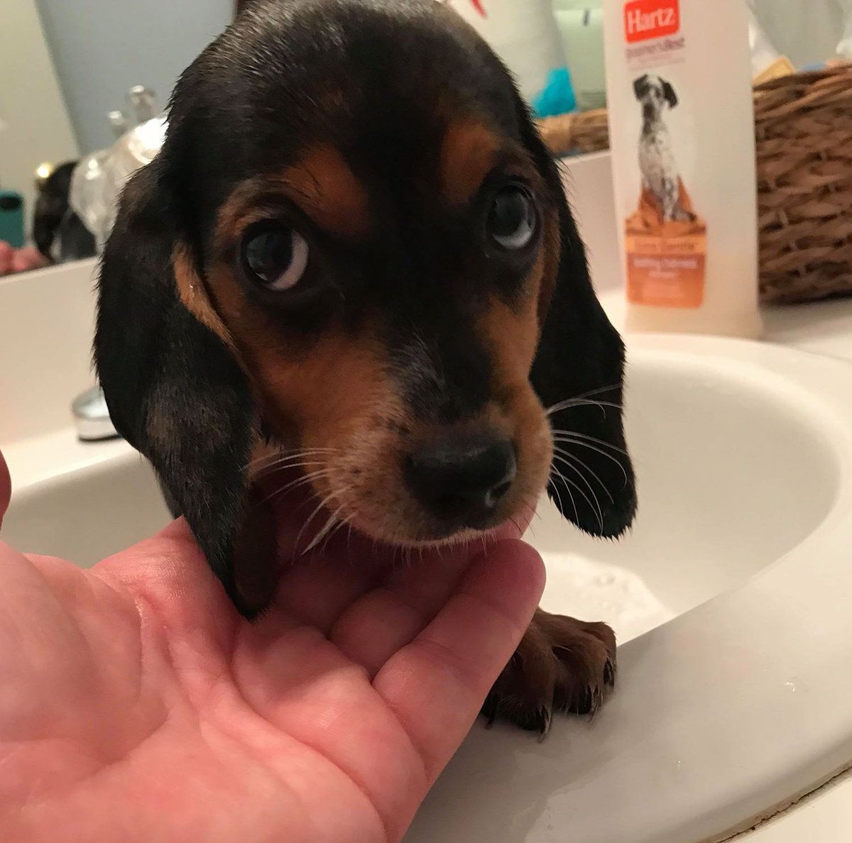 TriBeagles's tweet photo. My name is BUTTON and I was abandoned at the shelter at just 6 weeks old. Can you believe my foster mom made me take a bath? I am looking for my furever home, might that be with you? https://t.co/RjH0C1VHvY @dog_rates @landpsychology https://t.co/IRBHhDRdKA