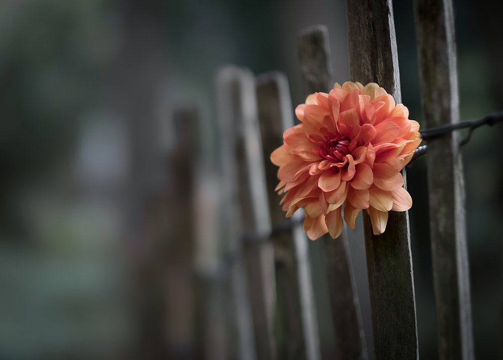 vzadar's tweet photo. Dahlia #FujifilmX_UK #fujifilm_xseries #fujifilmx-t2 #56mmapd #photography https://t.co/aQfxHS6WIT