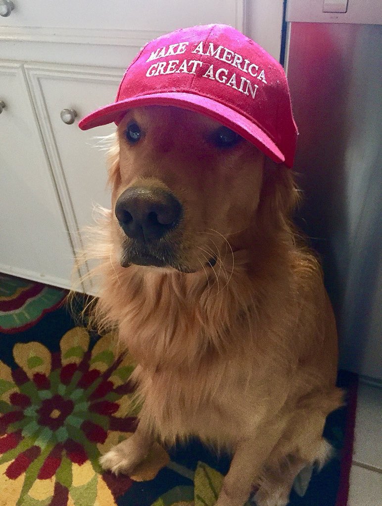 Image result for golden retriever maga hat