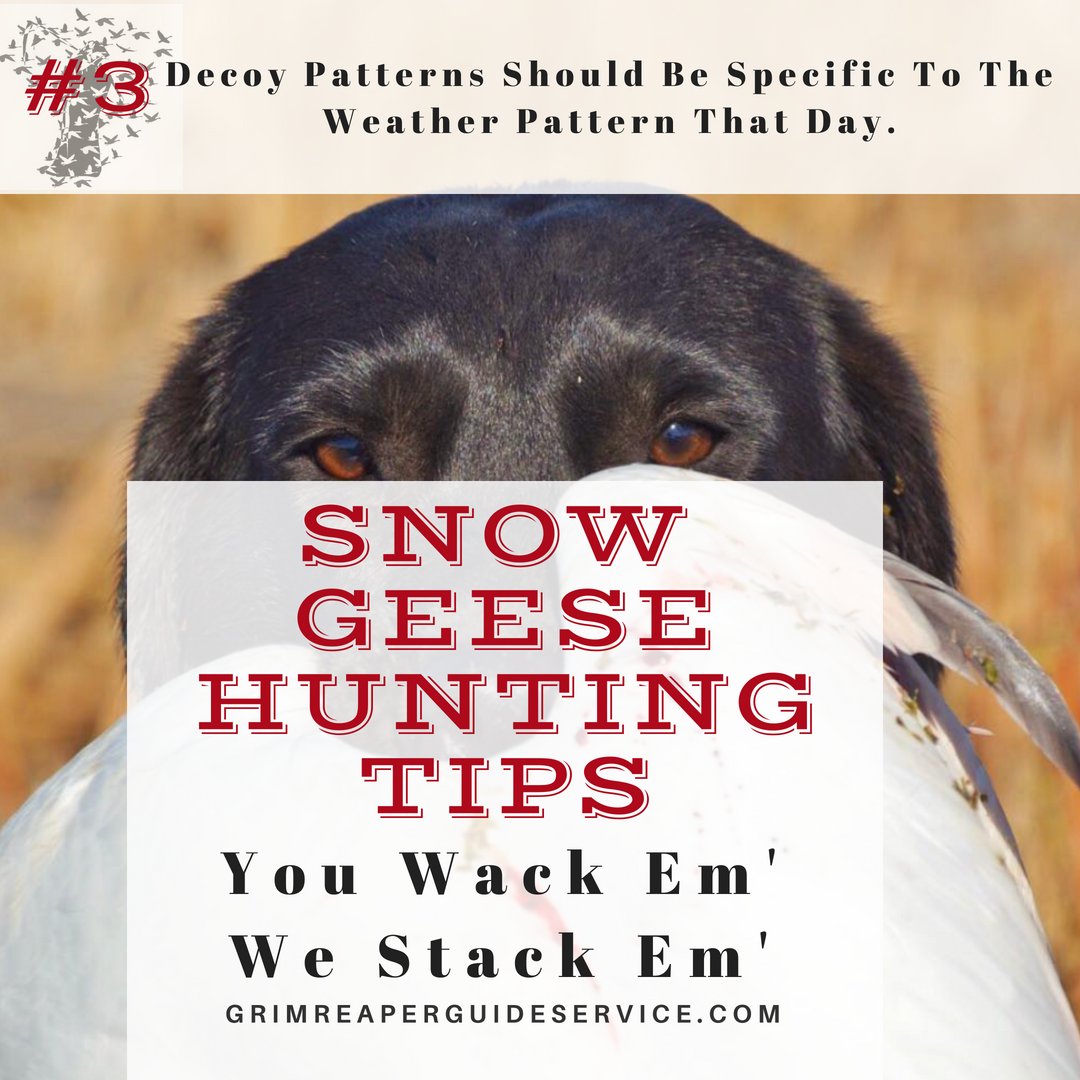 grimreaperguid1's tweet photo. Decoy spread make or break the dance you have with the geese your after....
.
.
.
.
.
#snowgoosehunting #hunting #dirtybirdoutfitters #waterfowlhunting #guideservice #huntingguideservice #snowgeese #canadiangeese #waterfowl #wackandstack #killinit #conservationseason #grimreaper https://t.co/wjvJ2Gkf7E