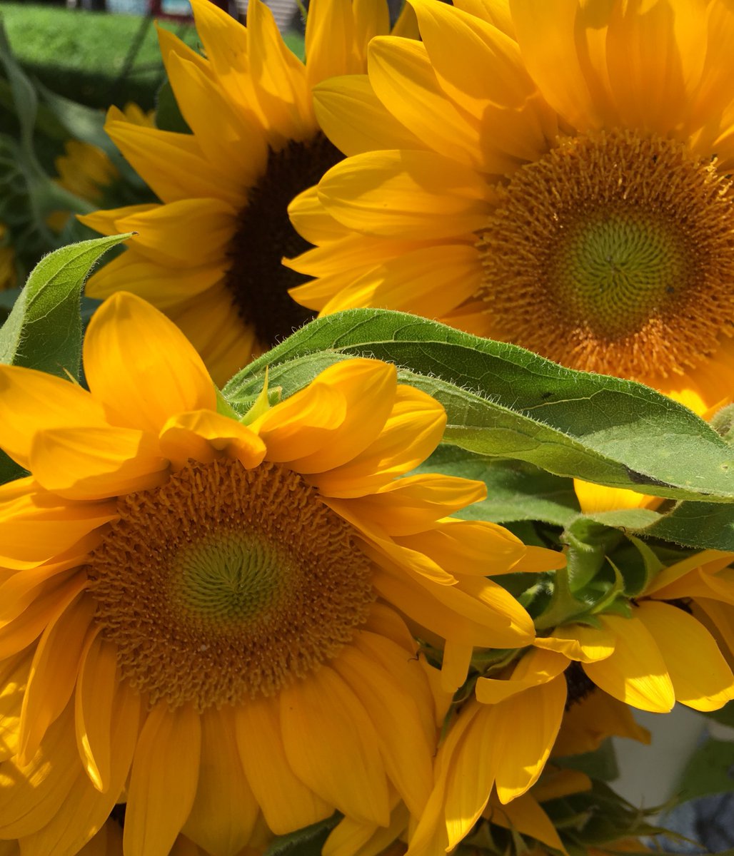 DEHouseMinority's tweet photo. Catching some sun(flowers) at the Downtown Wilmington Farmer’s Market at Rodney Square, held every Wednesday during the summer and through October. #netde #Delaware #sunfowers #rodneysquare #farmersmarket https://t.co/fSqGVqmnvQ