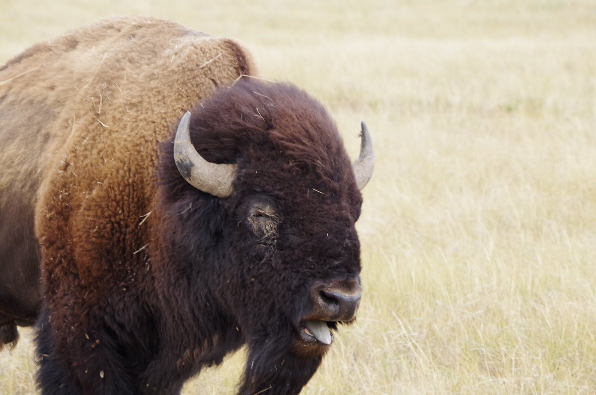 Badlands Nat'l Park tweet media