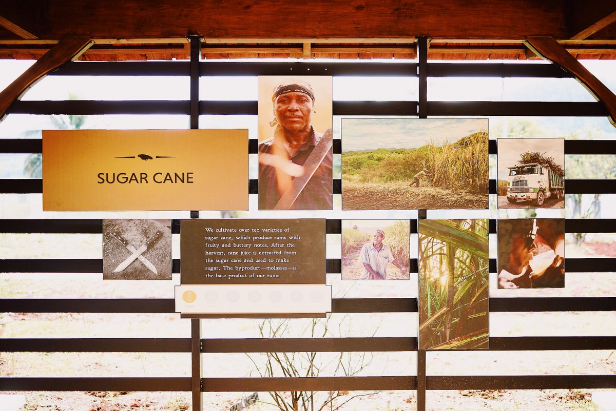 CaribCookSchool's tweet image. RT @IslandRoutes: Is there better way to celebrate #NationalRumDay than rum tasting at the Appleton Estate in Jamaica?! 🇯🇲 
#LiveFunner