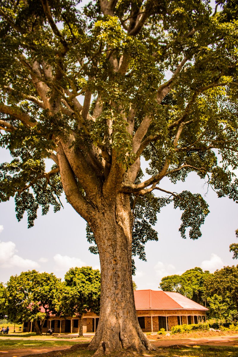 kibogroup's tweet photo. Abraham Mulongo's nickname around the office is Mvule Abraham. Looking at the breadth and height of #Mvule trees, can you blame him for wanting to plant more? Learn more about our #reforestation efforts at https://t.co/y4SGdILRHQ @UGabraham #ClimateChange https://t.co/QFBJoW0bj2