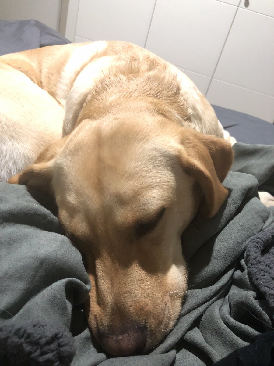 G4G_Revenant's tweet photo. Me he dado cuenta que tengo 50mil fotos de Tarja echándose la siesta xD cuantas queréis que os pase? 🧐 https://t.co/EuoKpeOw47