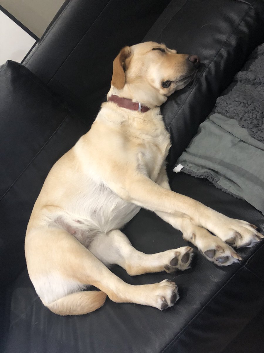 G4G_Revenant's tweet photo. Me he dado cuenta que tengo 50mil fotos de Tarja echándose la siesta xD cuantas queréis que os pase? 🧐 https://t.co/EuoKpeOw47