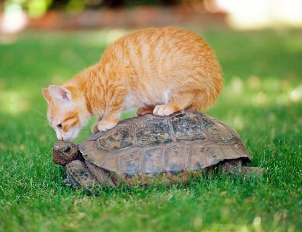sweetrhythms's tweet photo. Sorry ... I thought you were a rock! https://t.co/EbpSVXEi4n