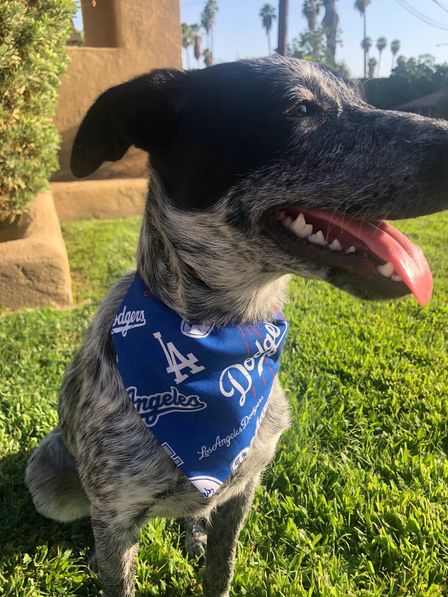 KimHeighes's tweet photo. Excited to share the latest addition to my #etsy shop: Pups In Blue Dodger Bandana https://t.co/7qlsf9DYw3 https://t.co/f3xGeZD8hj
