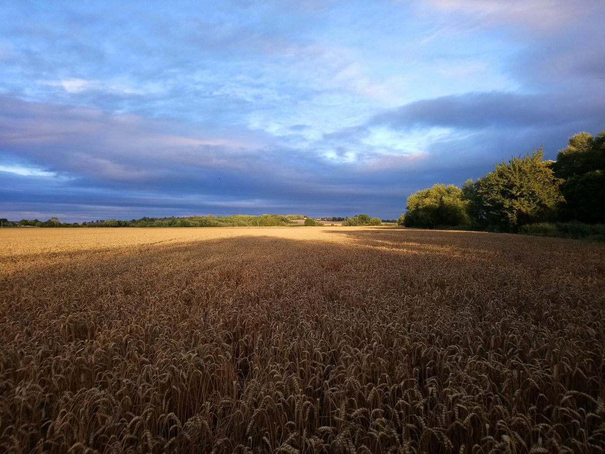 Andrew Lawson tweet media