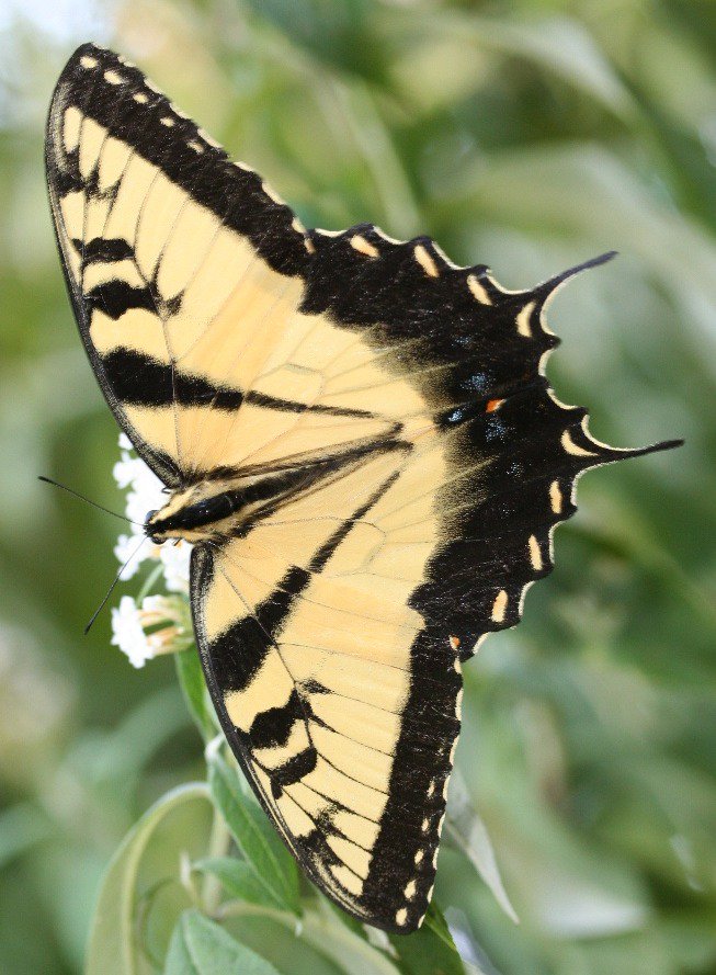 livingwithabuse's tweet photo. https://t.co/BkiTSakqfu Just seen a huge male Tiger Swallowtail in the back yard, it was bigger than my hand #butterfly #butterflyeffect #butterflies Wow, that was #beautiful #grateful https://t.co/4ye3kh4rMx