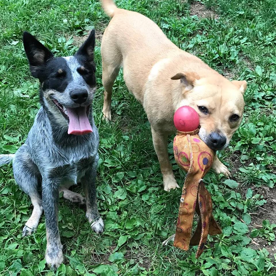GiddyTwinkle's tweet photo. Check out Frick and Frack AKA the #browndogsquad 😁❤️
#adoptdontshop #cattledogsrule #browndogsquad #fosterdogs https://t.co/PmwdDYhX4b