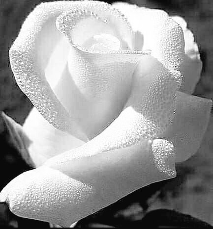 MARINA***~•°•~***🖤🤍 tweet media