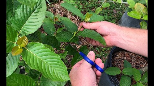 Kratom_Crazy's tweet photo. Red Vein Thai is one of the most #popular #strains of the Mitragyna speciosa plant. It is widely considered to be the best form of #kratom for mood enhancement.
Read more. https://t.co/jUc0vDQFbm https://t.co/I5kTB4OwSf