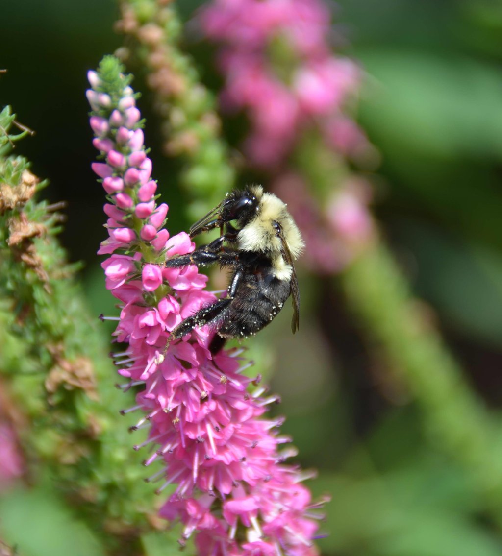 FoE_Canada's tweet photo. Yet another bee-utiful photo taken using the #BumbleBeeCount app! Thank you C. Millar for sharing this fantastic picture. 🐝 https://t.co/osZwsohcjW