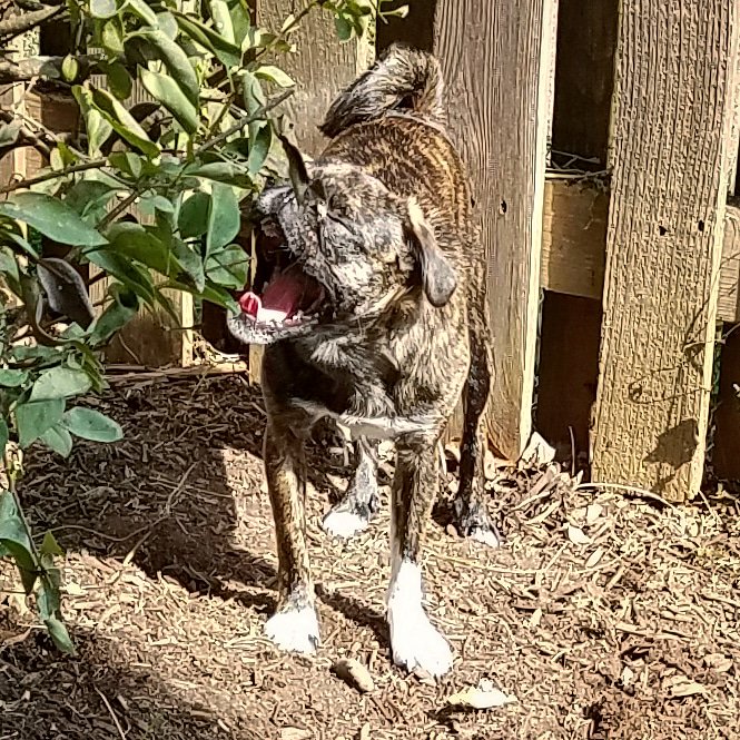funaek's tweet photo. The Monkey chupacabra is back! #pugchupacabra #pugyawn #monkeymonster https://t.co/EztCIiP7nE