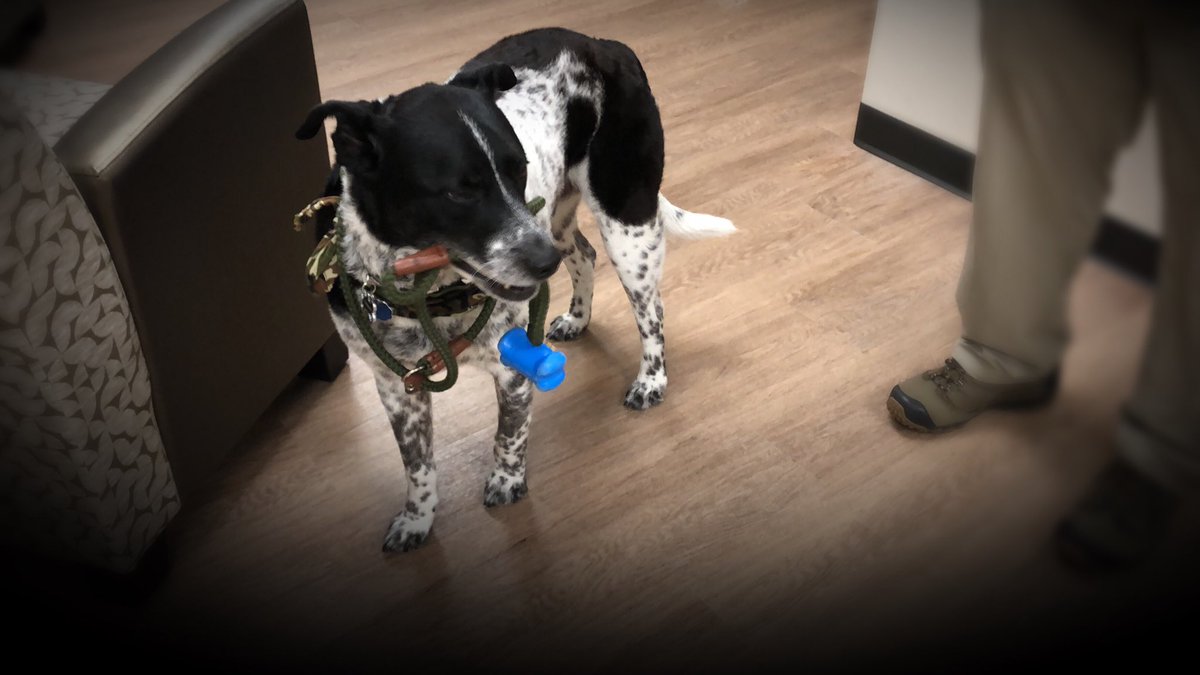 cohenmetrocare's tweet photo. Meet Ranger! A loyal service dog to a former infantryman. #CohenVeteransNetwork #Veteran #MilitaryVeteran #Army #military #usa #american #america #servicesdog #dog #dogsofinstagram #armyranger #ranger #usarmy #dallas #dallastexas #texas #atx https://t.co/6JwmGwQOJj